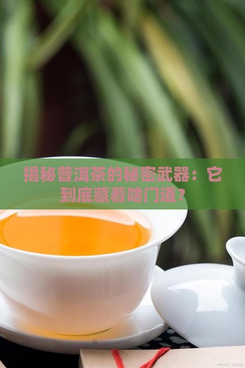 普洱茶的管什么的