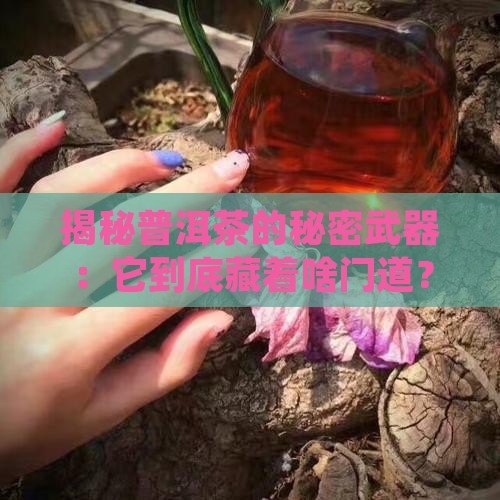 普洱茶的管什么的