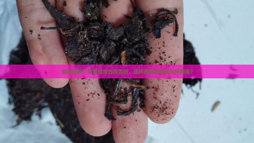 勐海茶厂地址澜沧古茶昔归熟悉茶