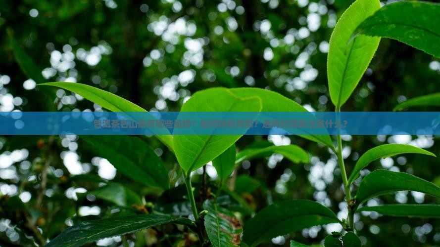 普洱茶名山寨有哪些品牌