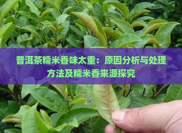 普洱茶糯米香味太重