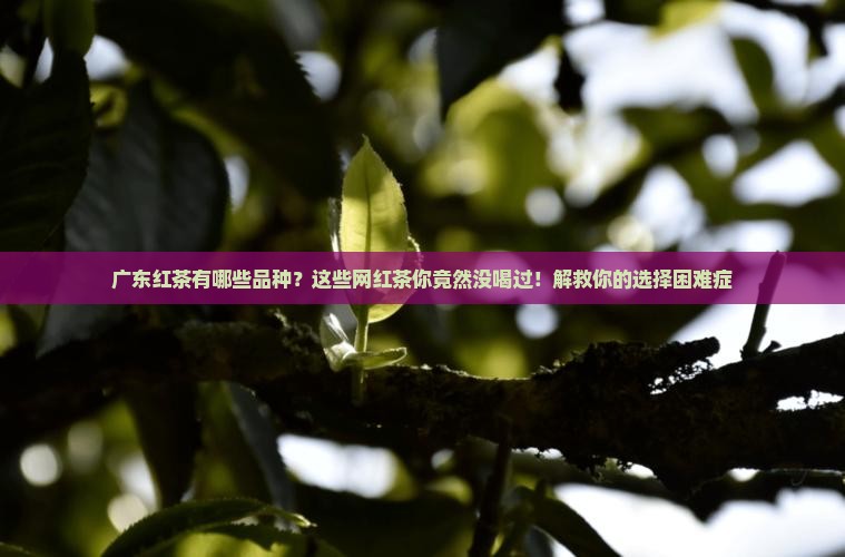 广东红茶有哪些品种