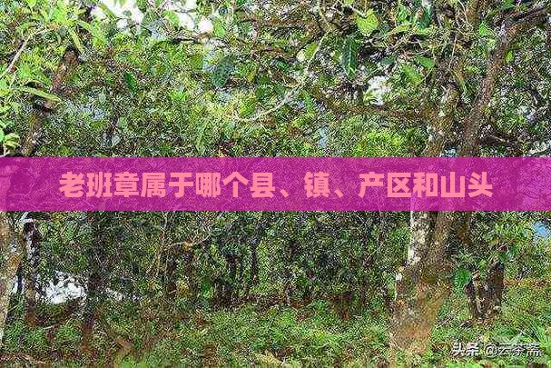 老班章属于那个县