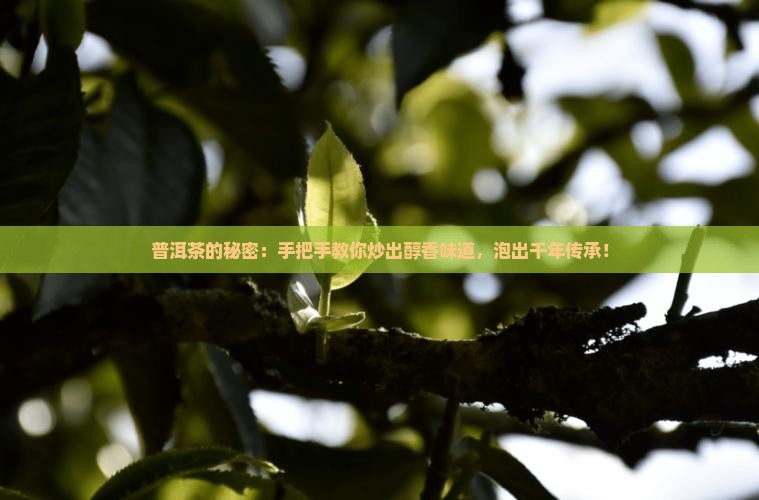 如何泡普洱茶炒茶手法 如何泡普洱茶炒茶手法