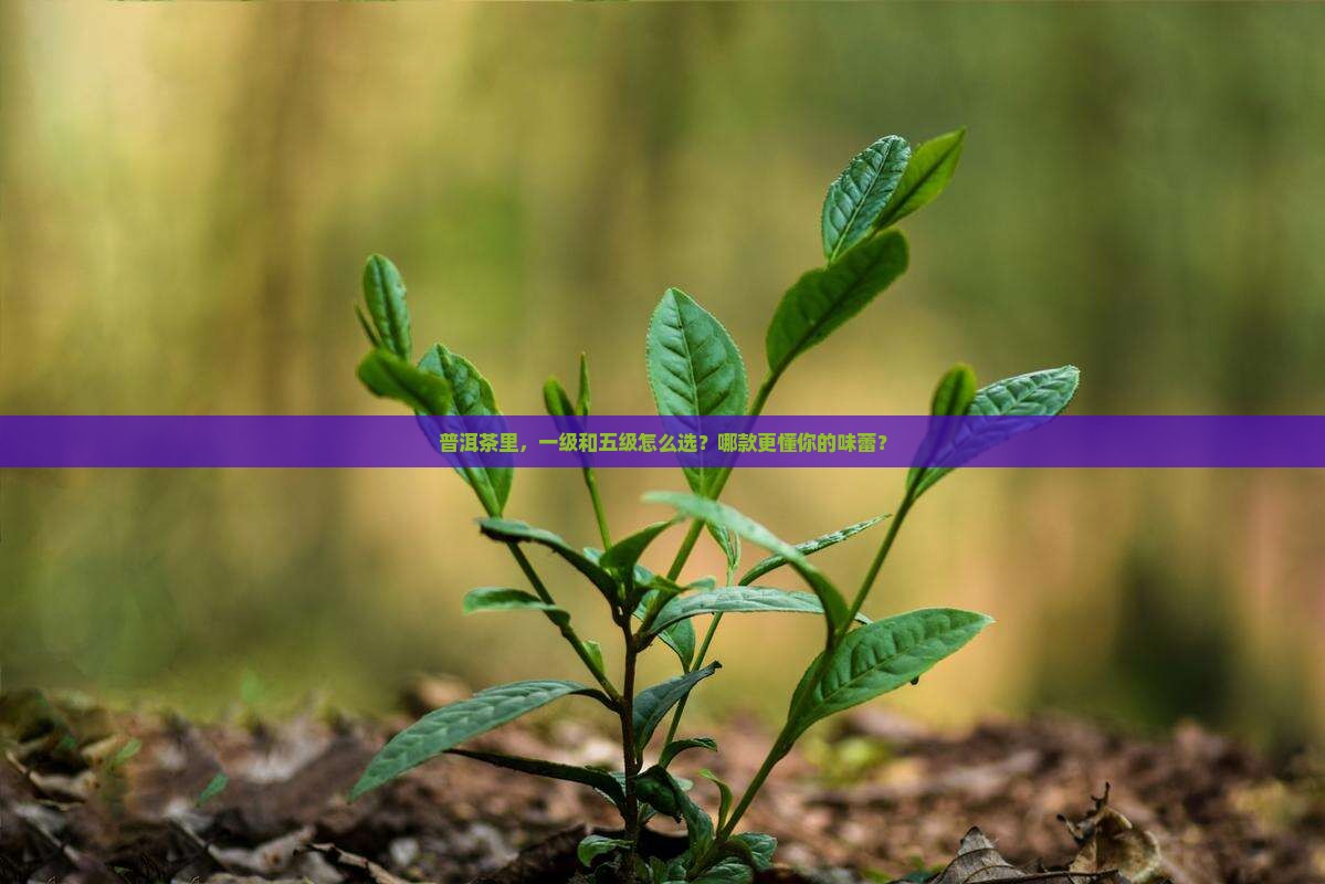普洱茶等级一级和五级哪个好一点