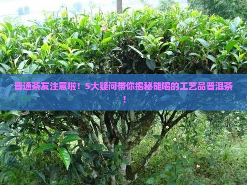 工艺品普洱茶能喝吗