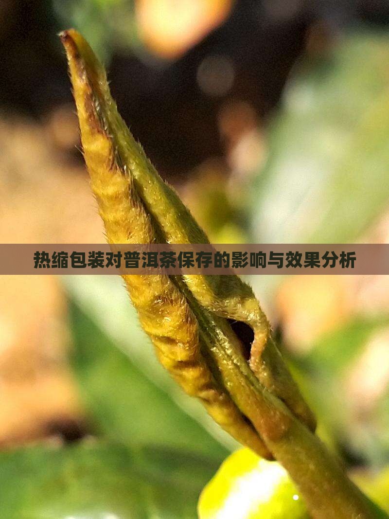 用热缩膜保存普洱茶好不好