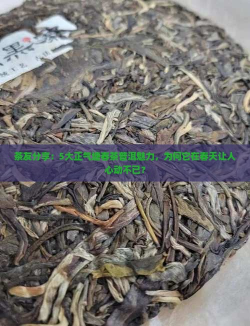正气塘春茶普洱茶特点