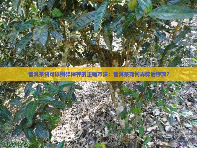 普洱茶饼可以掰碎存放吗