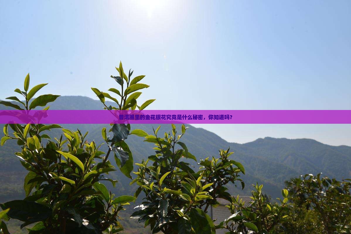 普洱茶有金花银花之说吗