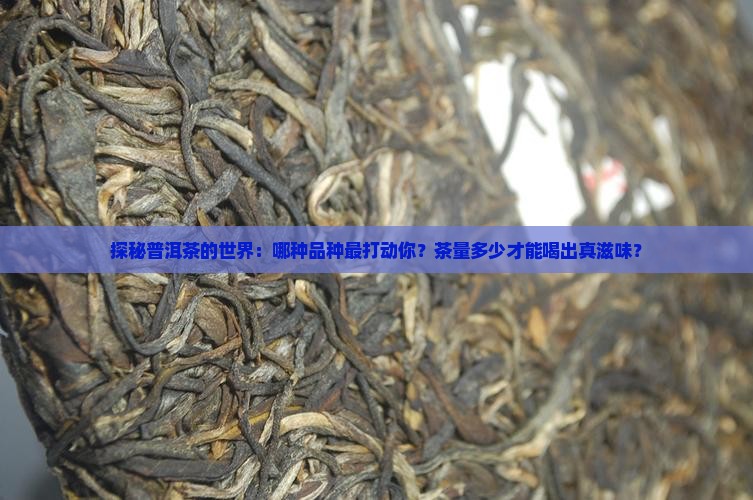 普洱茶品种和茶量