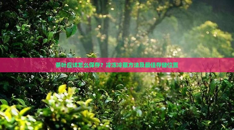 茶叶应该怎么保存