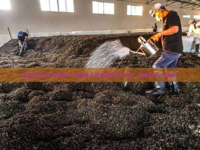 贵州白茶与普洱茶的区别