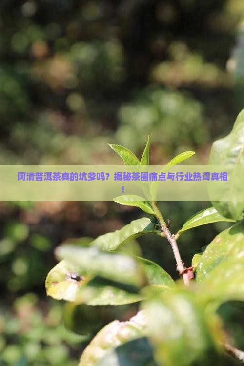 阿清普洱茶坑爹吗