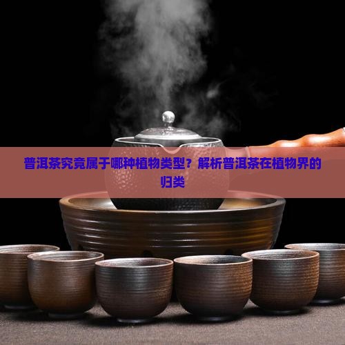 普洱茶属于什么植物类型
