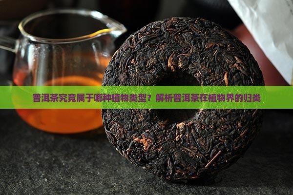 普洱茶属于什么植物类型