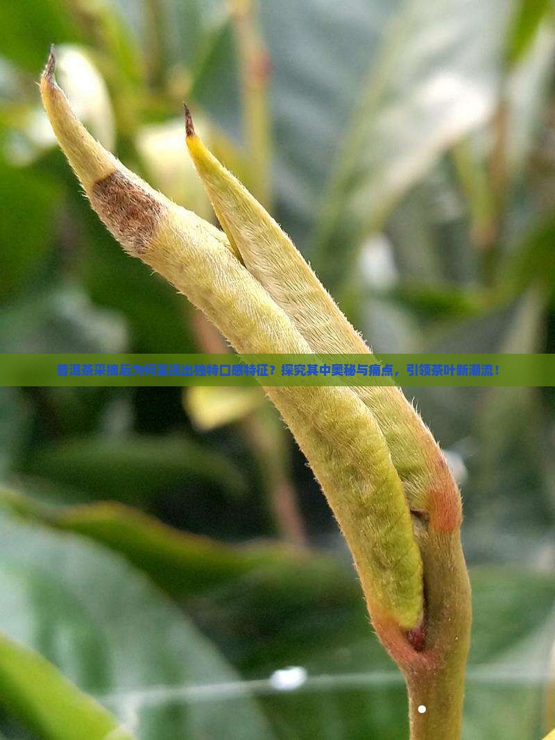 普洱茶采摘后的口感特征