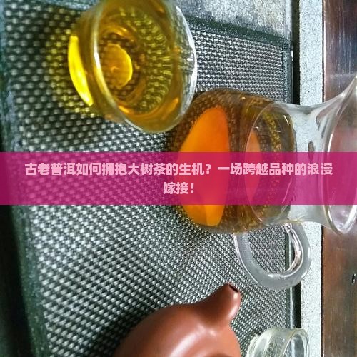 普洱茶嫁接大树茶