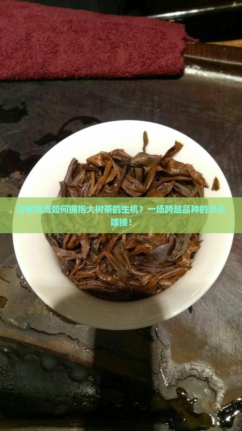 普洱茶嫁接大树茶