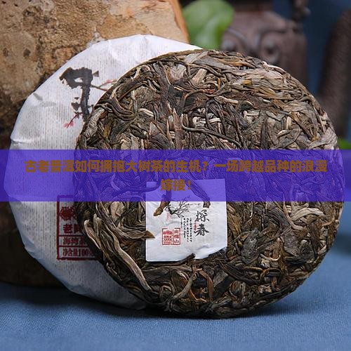 普洱茶嫁接大树茶