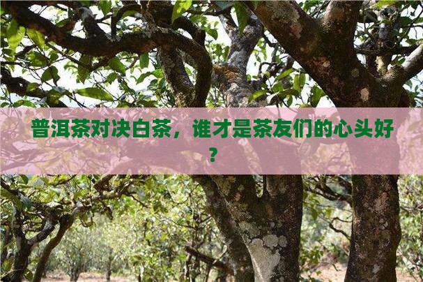 白茶和普洱茶哪个更好卖一点