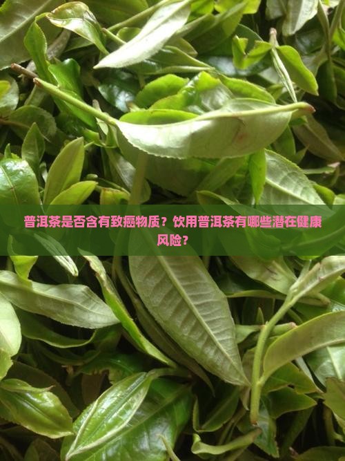 普洱茶有致癌的吗