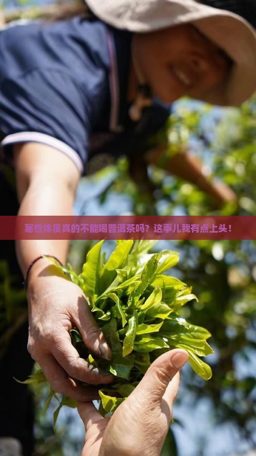 寒性体质是否能喝普洱茶