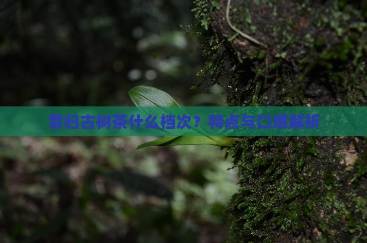 昔归古树茶什么档次