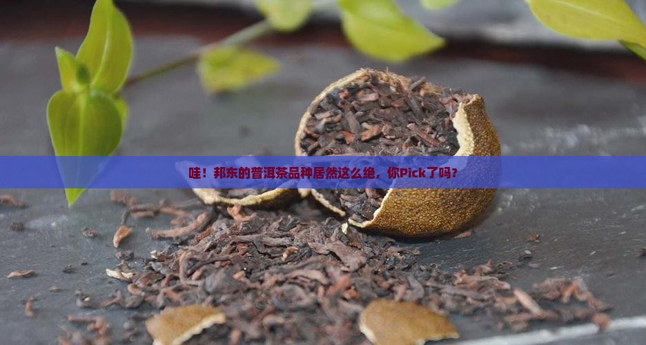 邦东普洱茶品种