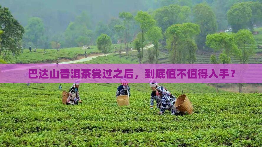 巴达山普洱茶测评结果怎么样