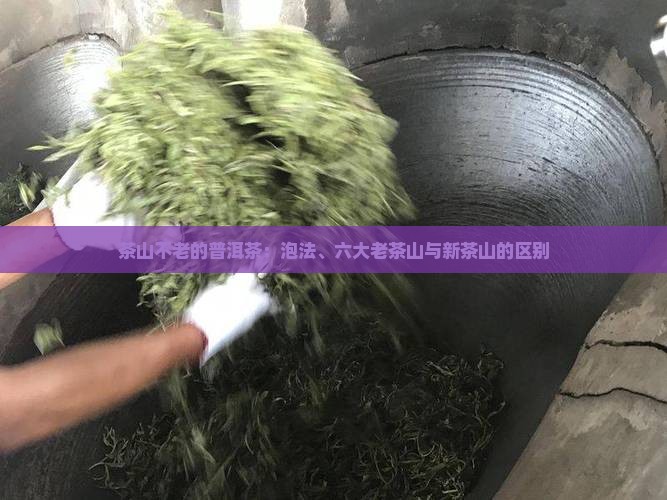 茶山不老的普洱茶