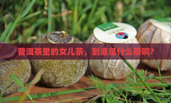 普洱茶女儿茶属于什么茶