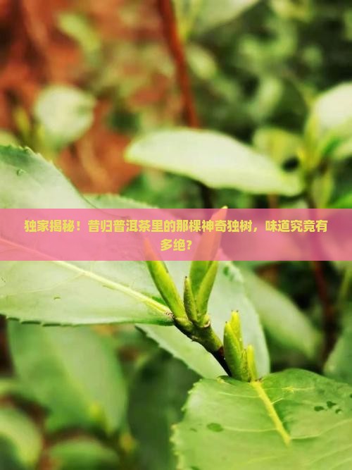 昔归普洱茶生茶独树