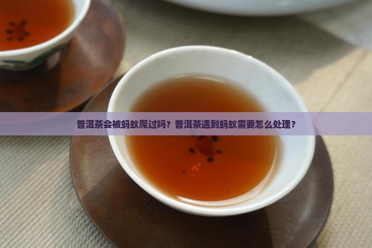 普洱茶怕蚂蚁吗
