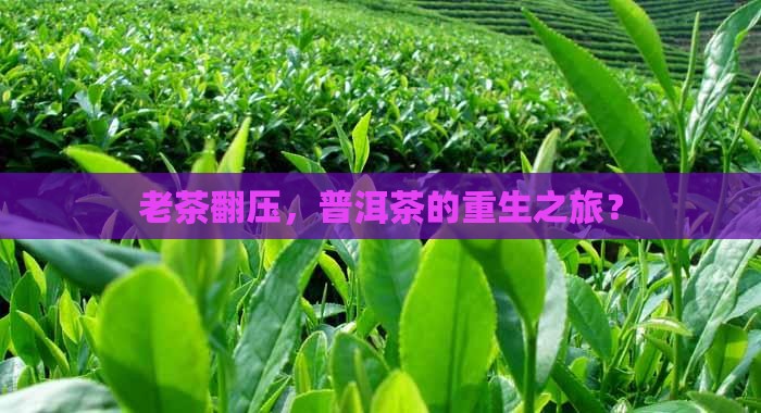 普洱茶老茶翻压