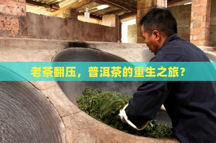 普洱茶老茶翻压