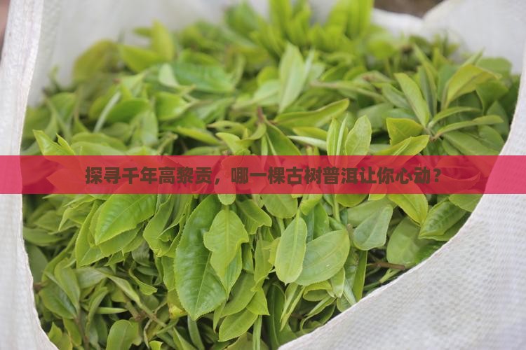 高黎贡古树普洱茶
