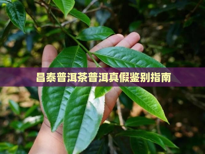 昌泰普洱茶假的多吗