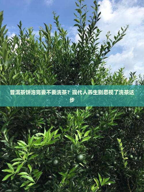 普洱茶饼泡完要不要洗茶
