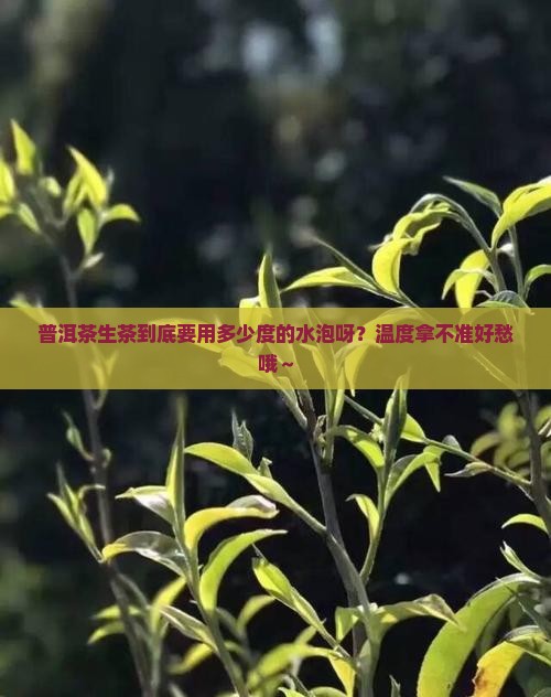 普洱茶生茶适合多少度水