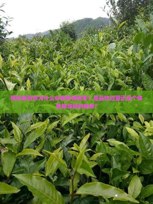 喝完老班章感觉特别累