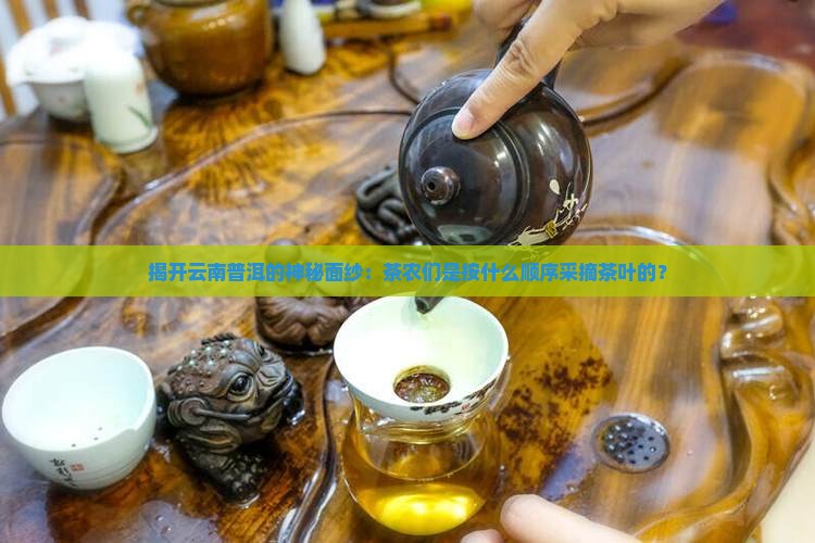 云南普洱茶采摘顺序