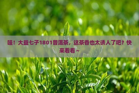 大益七子1801普洱茶 大益七子1801普洱茶
