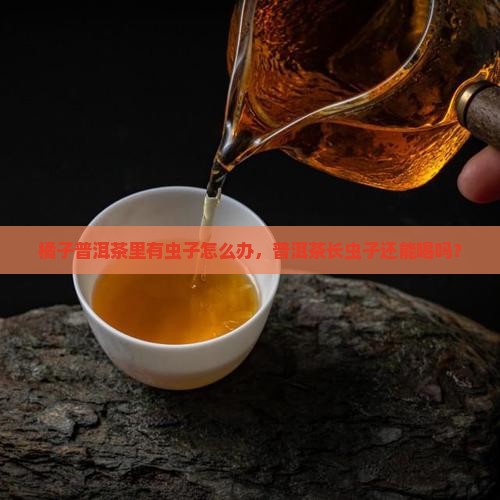 橘子普洱茶里有虫子
