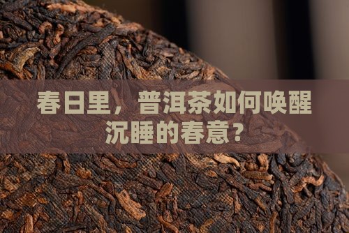 春茗普洱茶探春