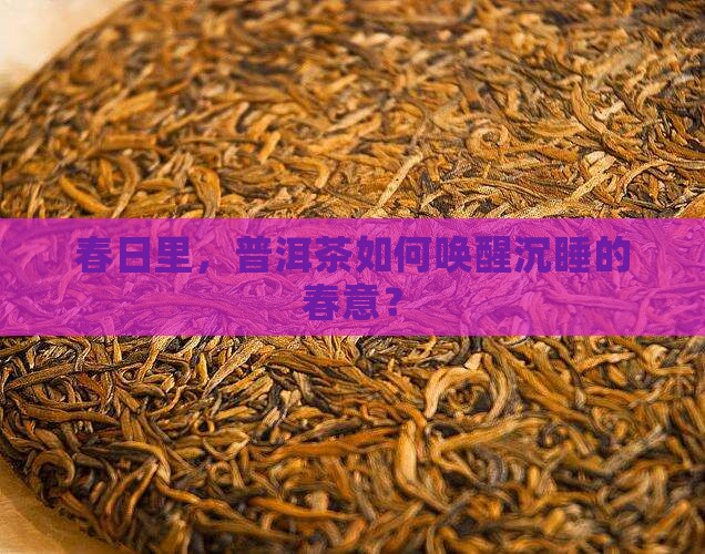 春茗普洱茶探春