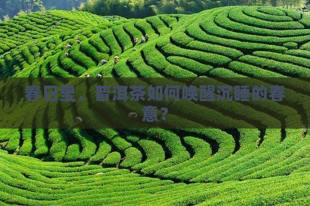 春茗普洱茶探春