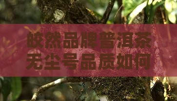 皎然茶叶普洱茶无尘号如何