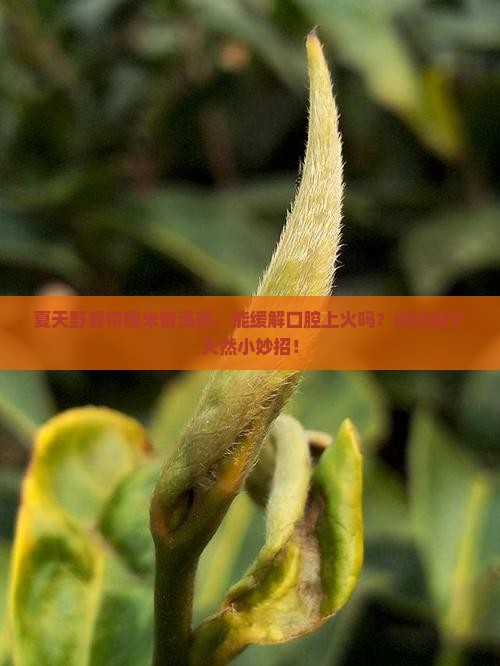 糯米普洱茶下火吗