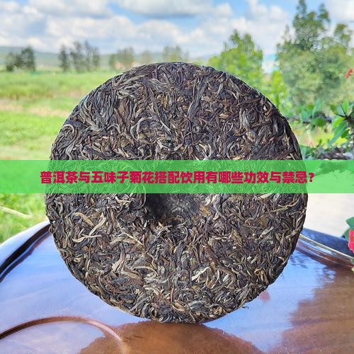 普洱茶和五味子菊花